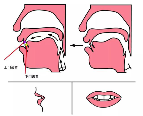 因此我们发翘舌音时,舌头放松,舌尖轻巧地翘起来接触或靠近硬颚前部.