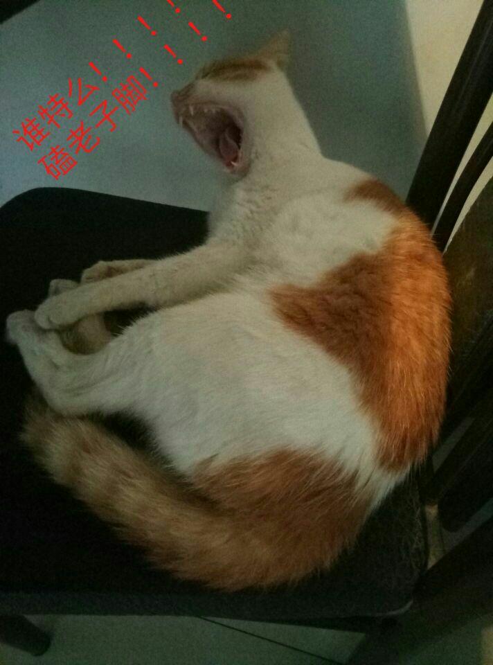自己养的猫做的哪些表情让你惊艳宝宝知道?表情包觉得图最为错了图片