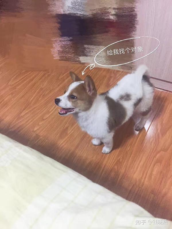 中华田园犬的颜值可以多高?