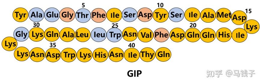 创造奇迹的神药GLP 1 GIP双受体激动剂替尔泊肽结构 活性浅析二 知乎