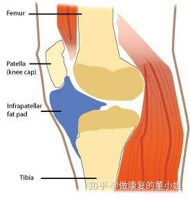 填充于髌骨,股骨髁下方,胫骨髁上方和髌韧带之间的区域