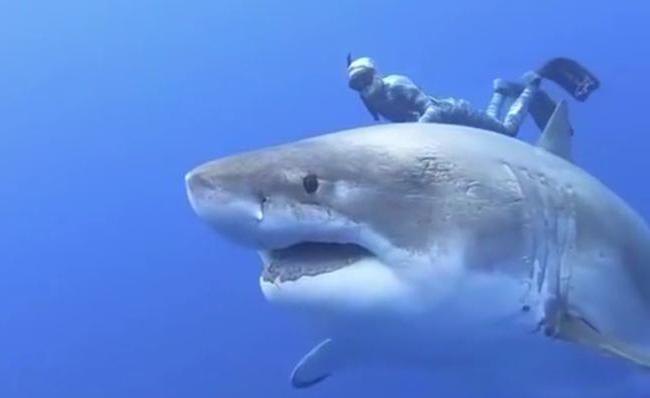 满口是杀器的海洋猎手 在夏威夷附近海域出现的这只大白鲨"深蓝",已经