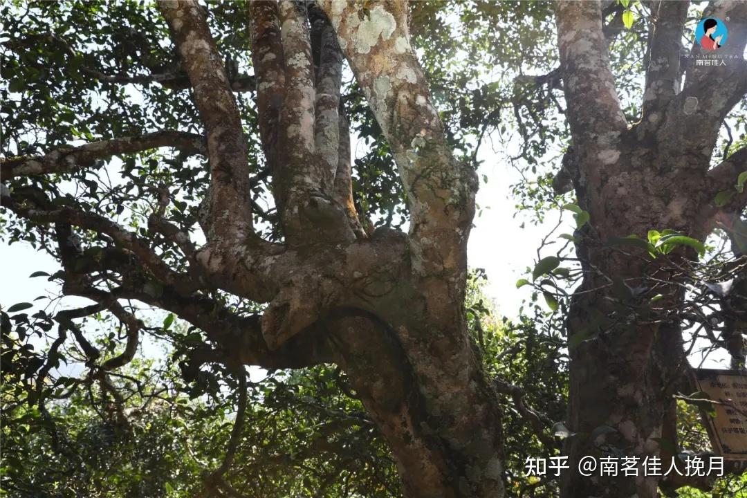 弯弓古树原料制成的古树春茶和古树白茶有哪些优势和发展空间
