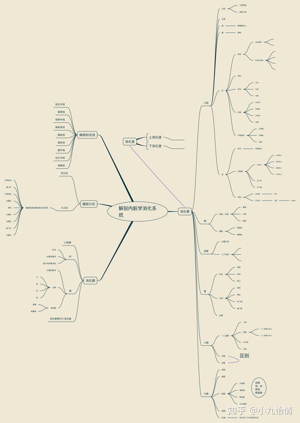 系统解剖学思维导图5内脏学消化系统