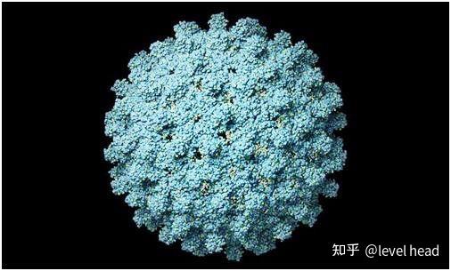 乙型肝炎病毒的分子生物学的检验