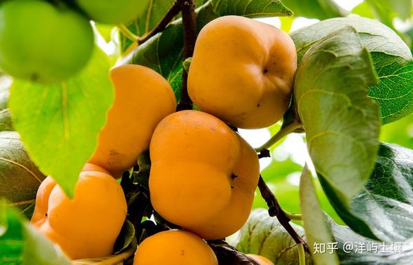 柿子种植这些方法掌握住丰收不用愁