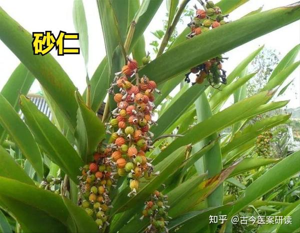 砂仁是阳春砂,海南砂,缩砂三种植物的果子,主要产自亚热带地区.