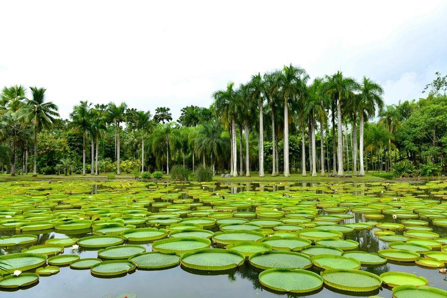热带植物园位于云南省西双版纳州勐腊县勐仑镇葫芦岛,是国家5a景区