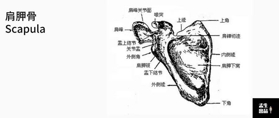 肩胛骨——了解上肢的金钥匙