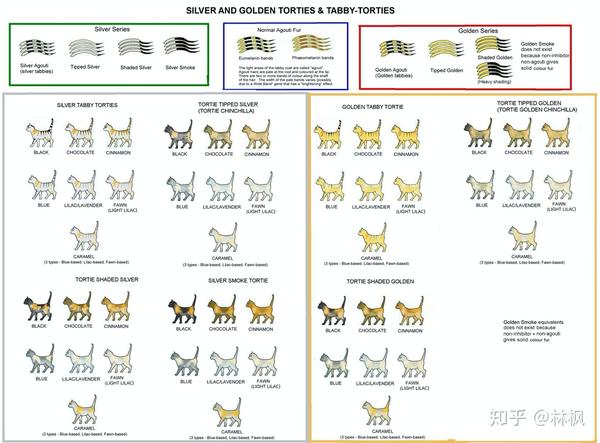 史上最全猫咪颜花纹对照表耐着性子读完秒杀90繁育人银色系列和金色