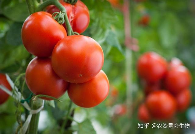 西红柿果实膨大需要什么肥料?西红柿怎样让果实快速膨大?