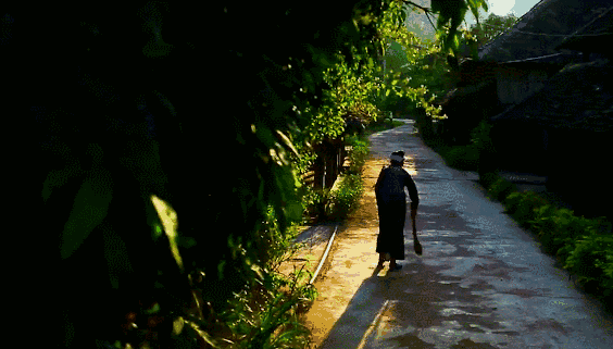 西双版纳游 徒步南糯,800年茶王树寻踪 在傣语里,