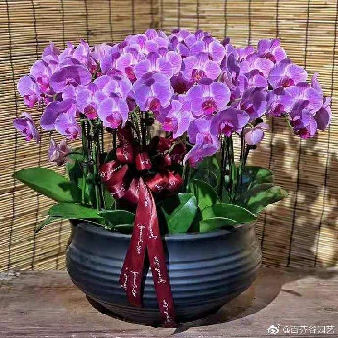 蝴蝶兰的花语及养护要点