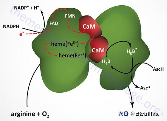 一氧化氮的合成.引自themedicalbiochemistrypage