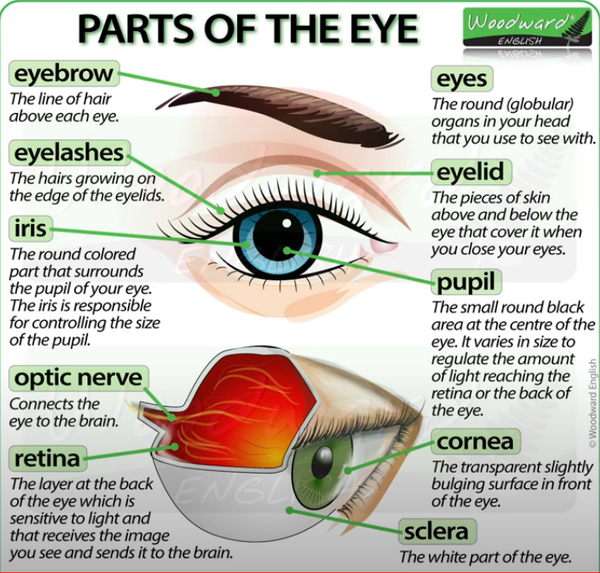 眼睛各部分的英语名称