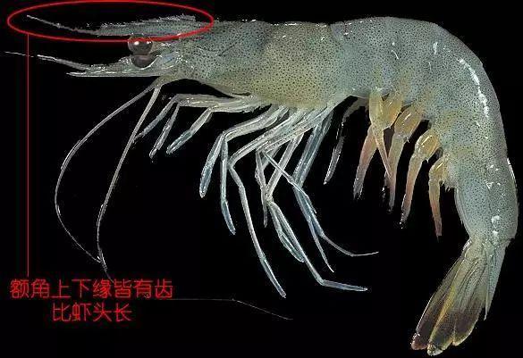 中国对虾penaeus chinensis