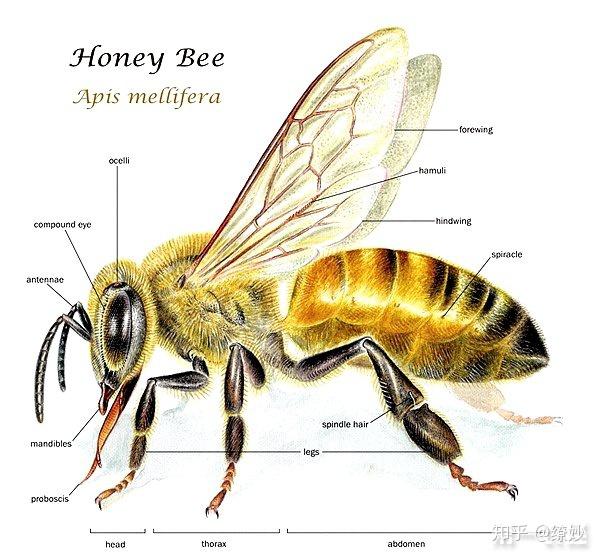 这是什么品种蜜蜂呀,寝室里出现好多?