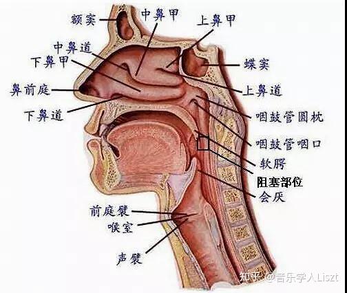 咽音中的推舌骨训练该如何正确练习? - 知乎