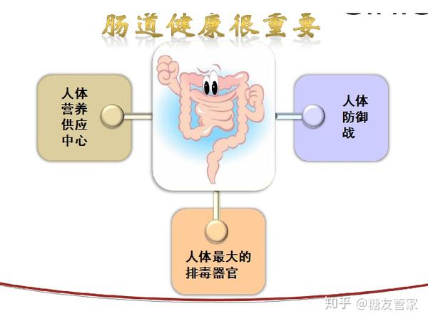 另外,专家还在肥胖患者的肠道里发现了一种细菌,它产生内毒素不仅使人