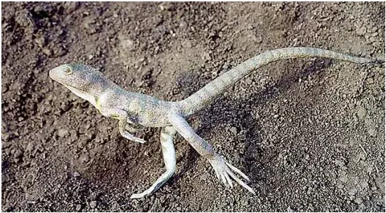 开放科学馆化石证据揭示远古蜥蜴实现双足快跑的运