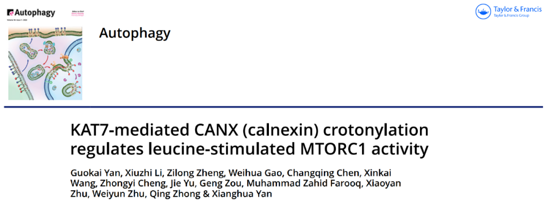 autophagy华中农业大学晏向华教授团队揭示巴豆酰化修饰调控mtorc1