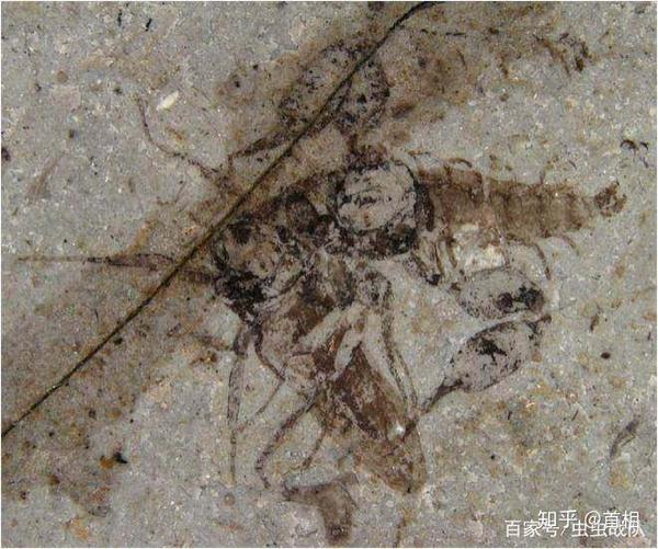 巨型跳蚤和恐怖虫揭秘(转)
