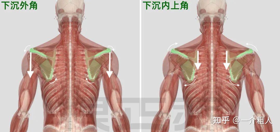要想撸铁不毁体态,脑子里不能只有肌肉,要有肌骨系统的整体观.