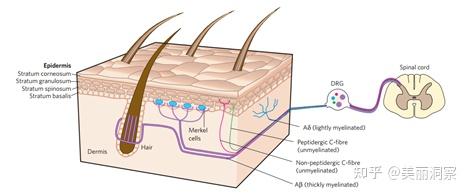皮肤真表皮层中神经纤维的分布图