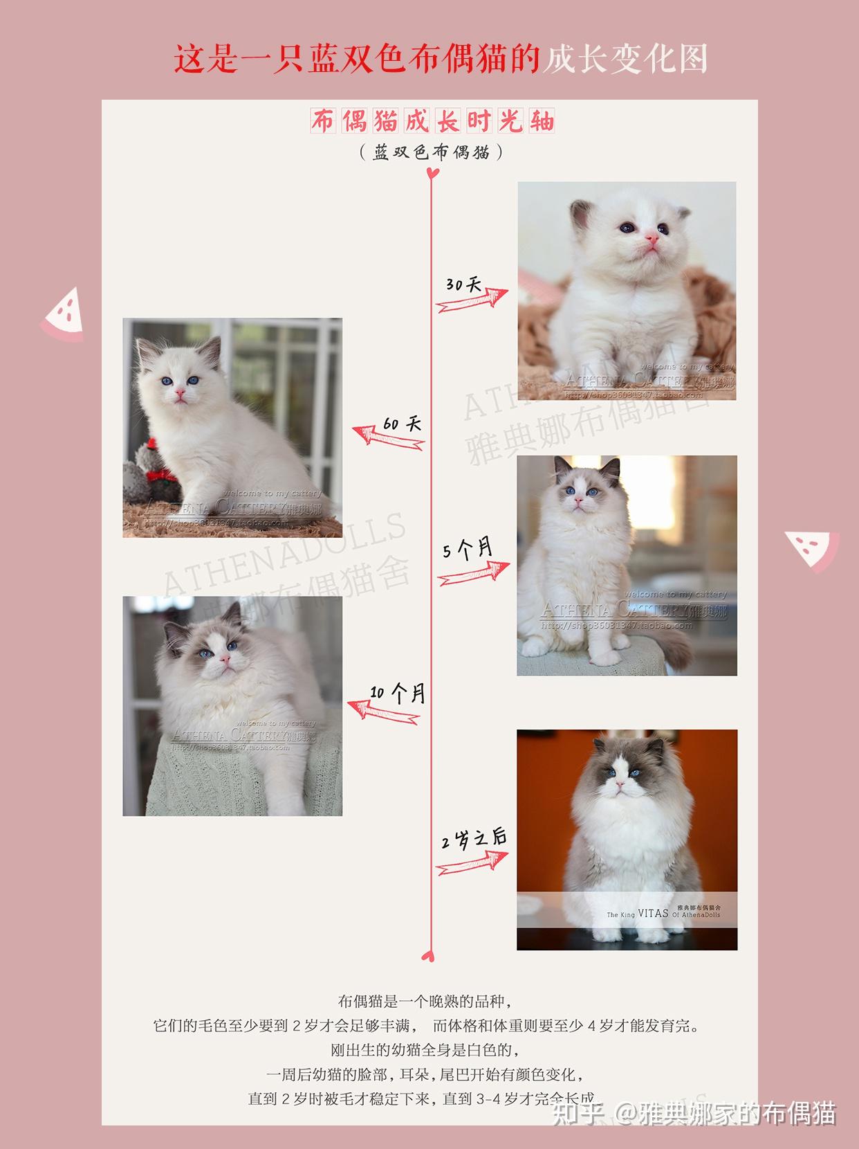 一组图带你了解布偶猫的成长过程/布偶猫的尴尬期