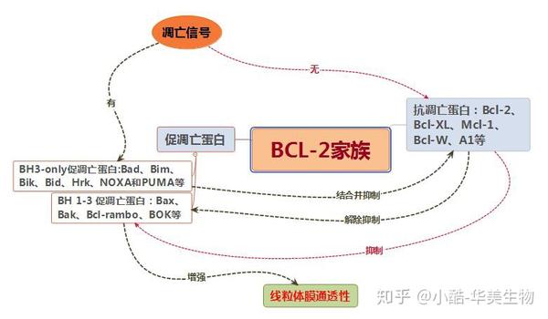 细胞凋亡全集之线粒体主导的细胞凋亡