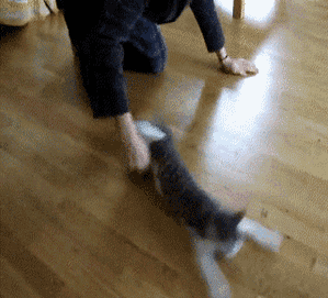 出门遛猫,结果猫当场去世!真凶不只是应激反应!
