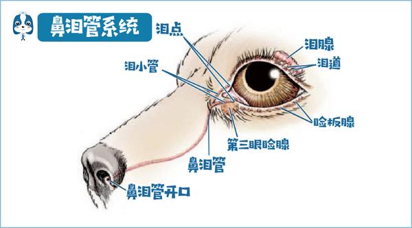 犬猫鼻泪管阻塞 喵汪经常流眼泪,脸上的毛都被染成了深褐色,这是咋