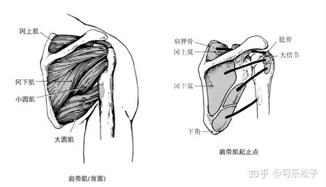 解剖学笔记上肢肌