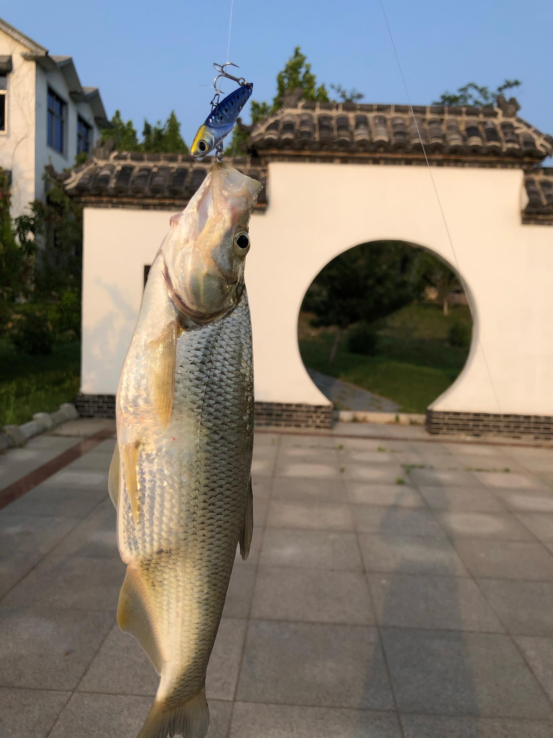 路亚黑坑和野外钓海鲈和大嘴鲈鱼和翘嘴之钓饵选择