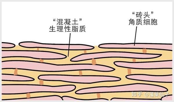 皮肤表皮层之颗粒层