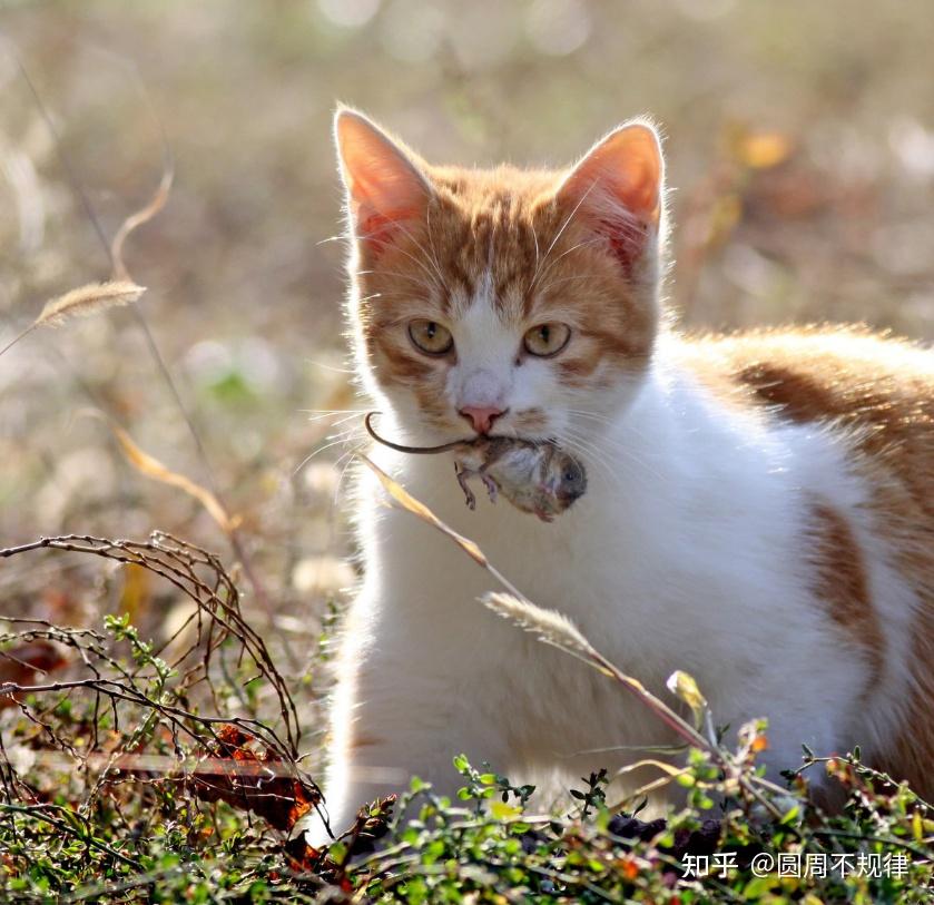 为啥土猫的弃养率越来越高这些真相太让人心疼了