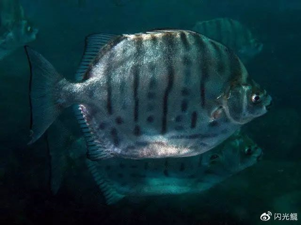 multifasciatus)几乎是最为著名的河口鱼,而分布在非洲的四棘金钱鱼