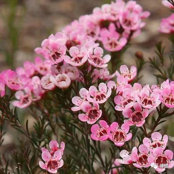 chamelaucium这个属目前在中文世界里叫风蜡花属,属名来自于变色龙