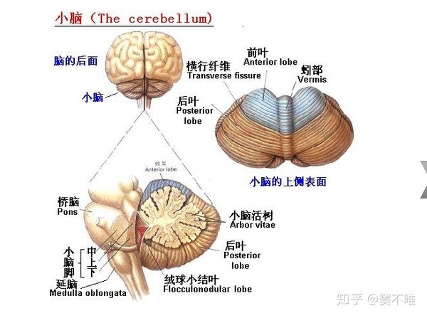 顺便提一下的就是,解剖图上的小脑的纹理和中央的那一道蚓部,让我总