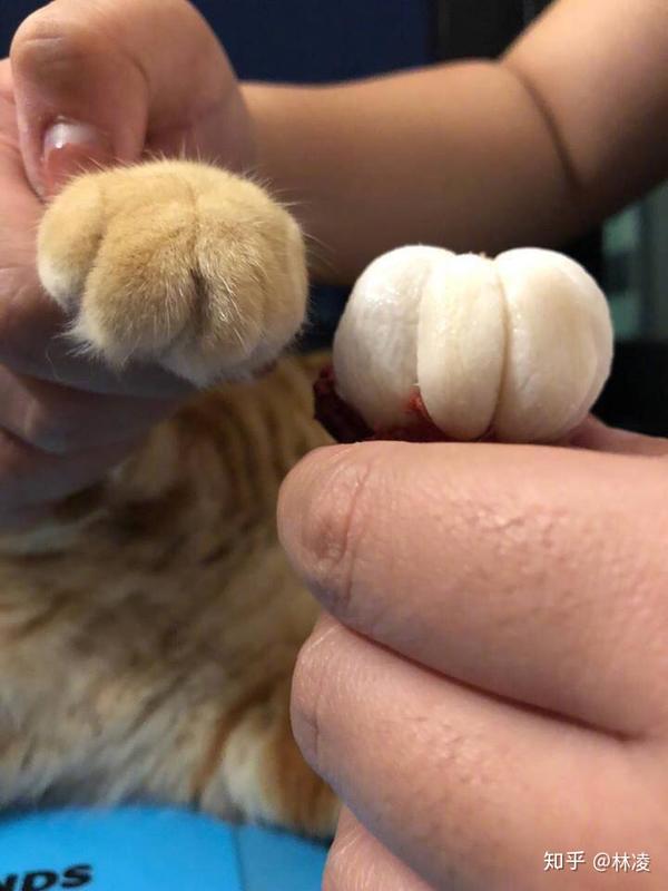 今天我跟我男朋友说,我想吃小猫爪了(山竹)