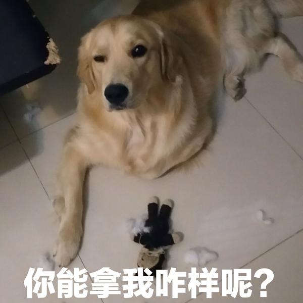 你家狗子做出过什么让你感动的事情?