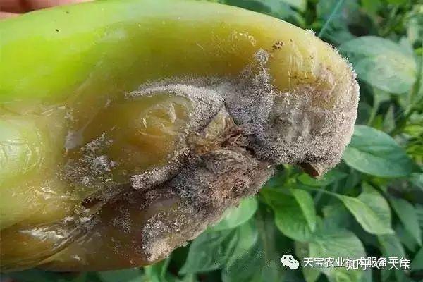 三,辣椒灰霉病