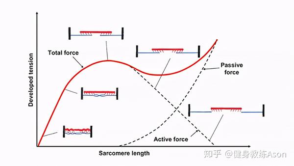 横坐标表示肌节长度,纵坐标表示张力,红色实线表示总的力,可以看到被