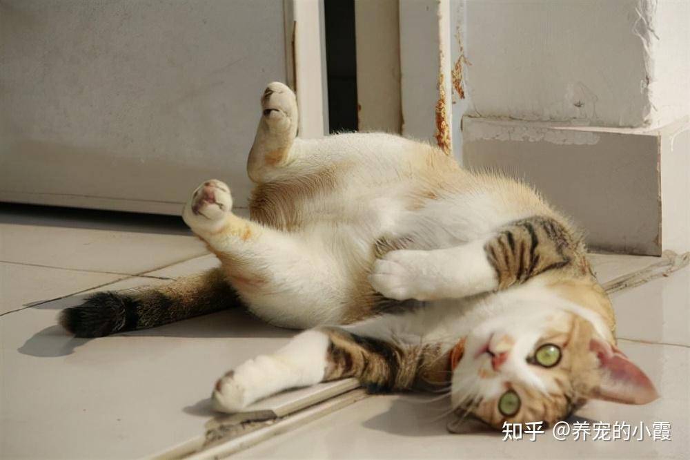 公猫和母猫交配母猫为何会惨叫