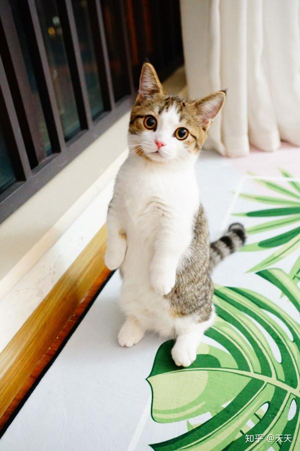 养曼赤肯(曼基康)小短腿猫是怎样一种体验?