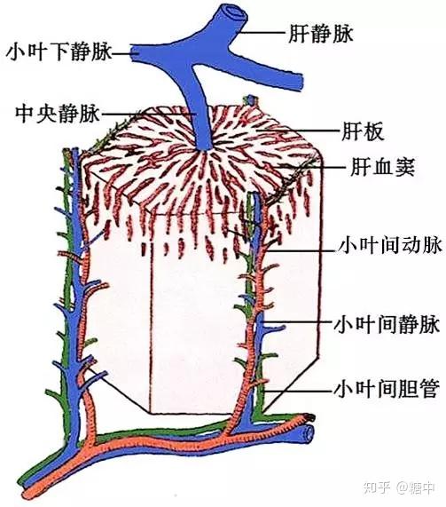 【肝小叶构造简介】图片