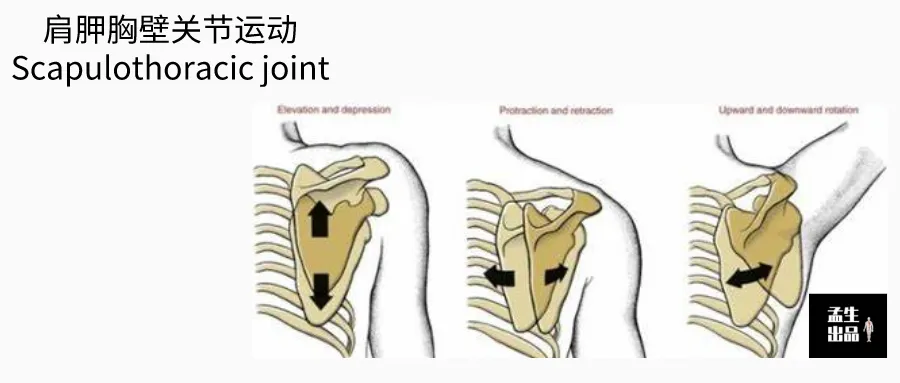 肩关节肌骨解剖学由肩胛胸壁关节来看肩关节损伤深度