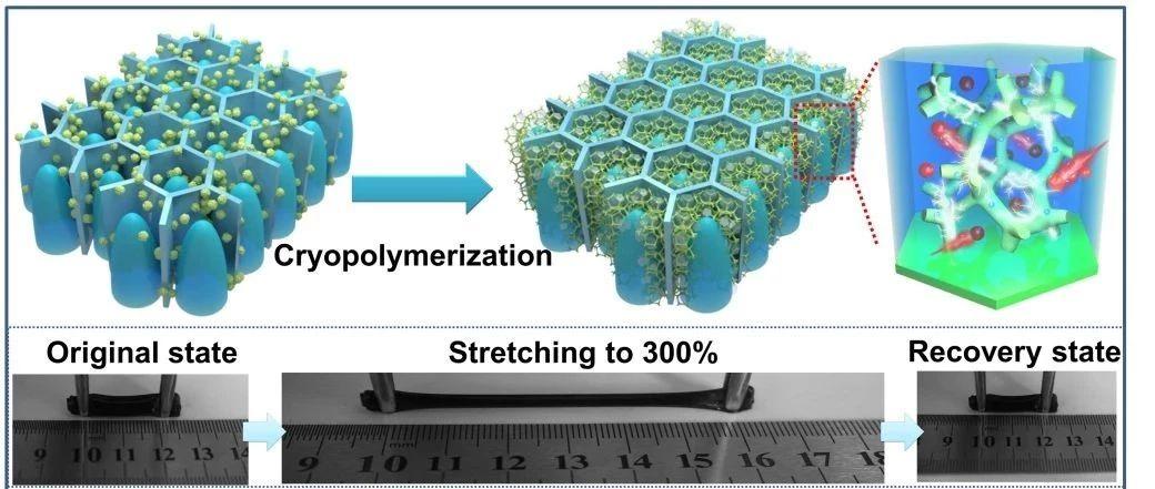《自然·通讯》:冷冻聚合策略构筑耐复杂形变导电聚合物复合水凝胶