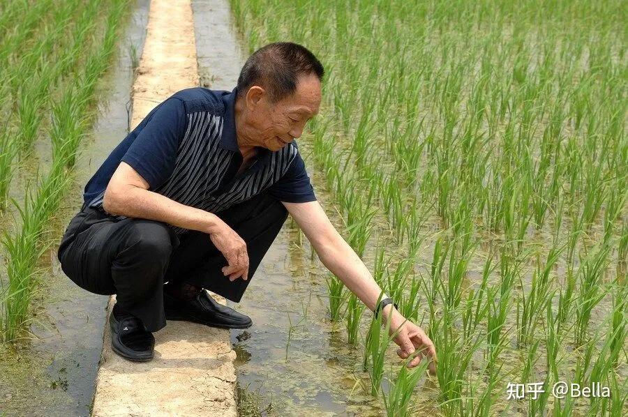 难抵御浪潮但会永远记得灯塔袁爷爷风吹过稻田我们会想您