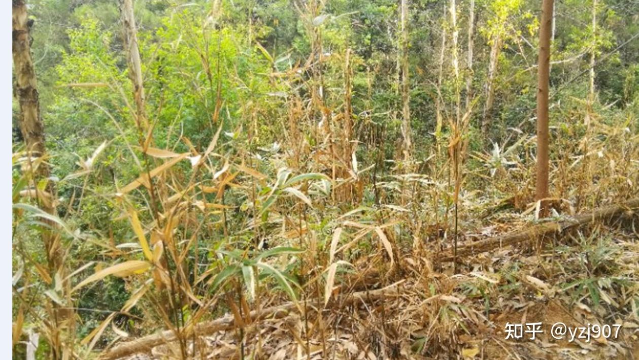 草乙疏防除野生竹子57天